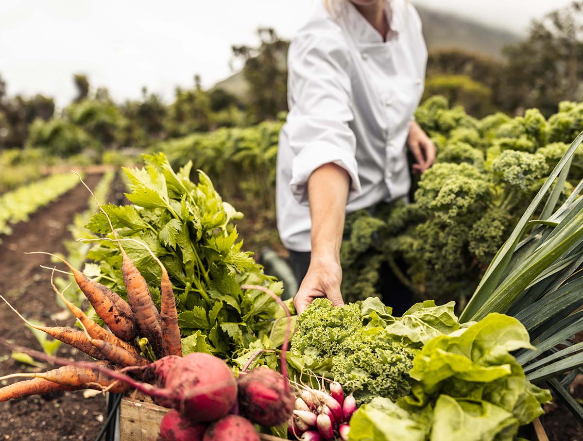 Anonymous chef harvesting fresh vegetables in an agricultural field. Self-sustainable female chef arranging a variety of freshly picked produce into a crate on an organic farm.